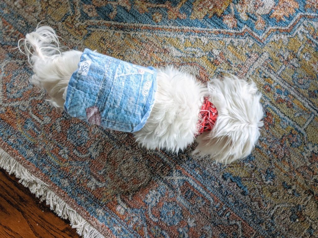 Hartz Pets, #dogsindiapers, Hartz Male Wraps, dogs in diapers