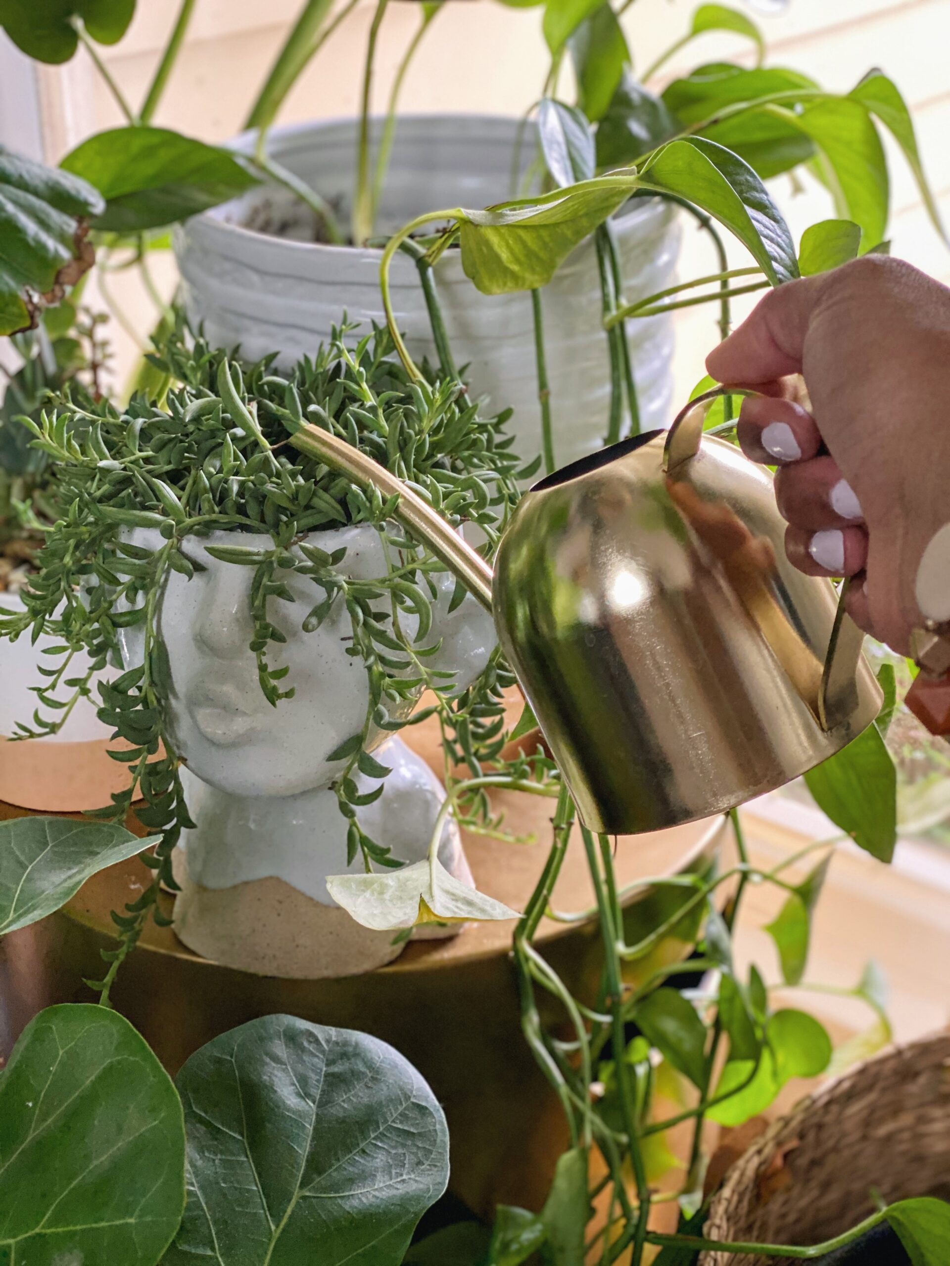 5 Tips for Houseplant Success