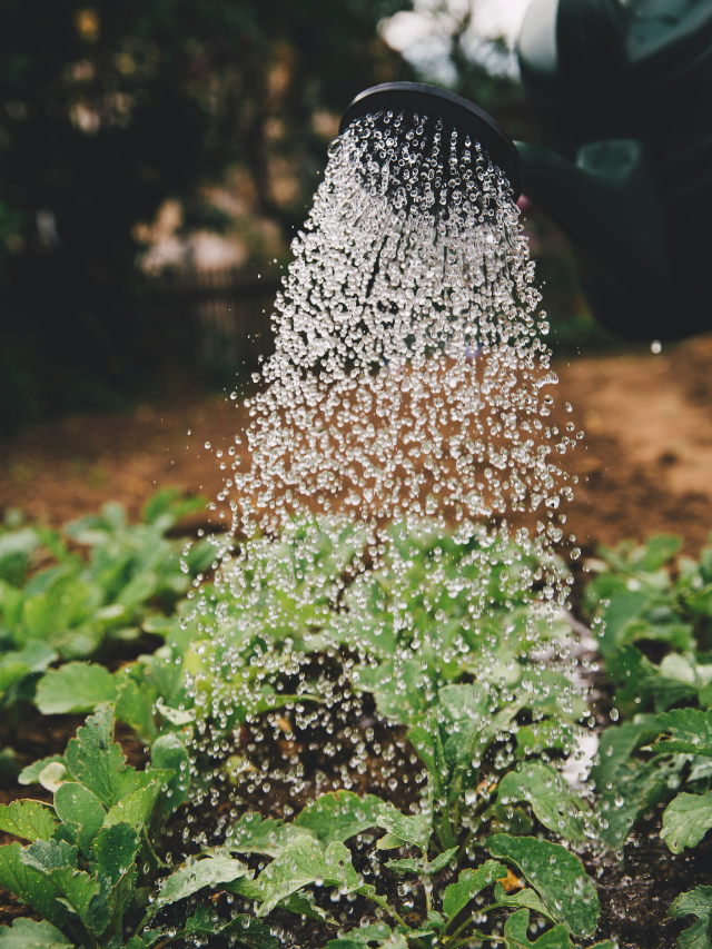 5 Gardening Tips for Beginners