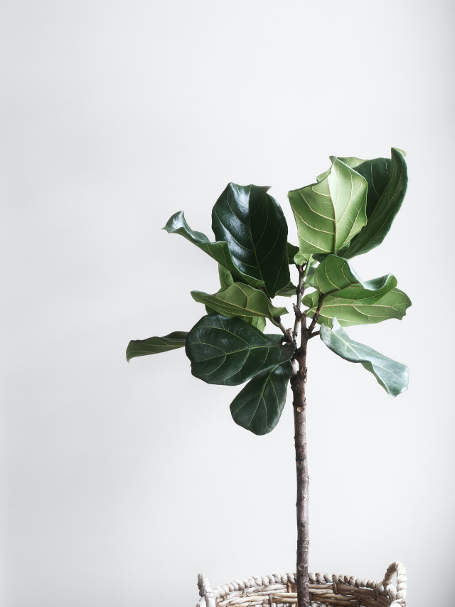How To Care For a Fiddle Leaf Fig