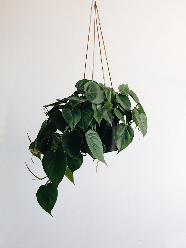 How To Care For a Pothos Plant