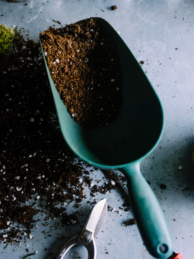 Gardening 101 – The Basics